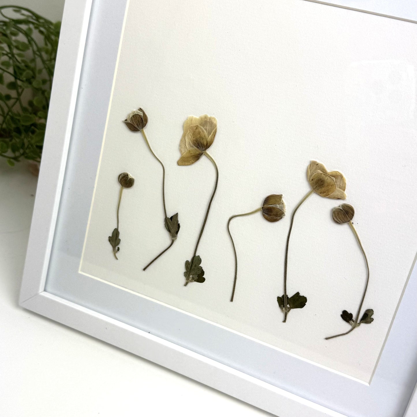 250x250mm Press flower Frames