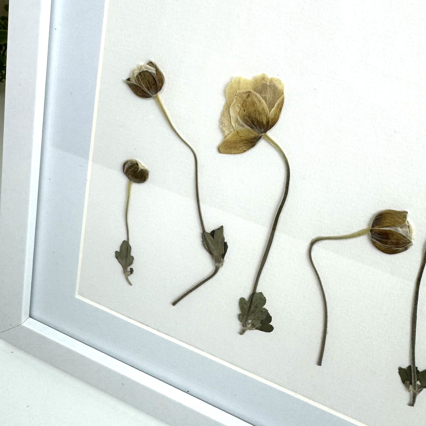 250x250mm Press flower Frames